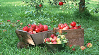 Little Buffalo Apple Festival